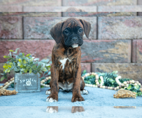 Medium Photo #2 Boxer Puppy For Sale in MIDDLEBURY, IN, USA