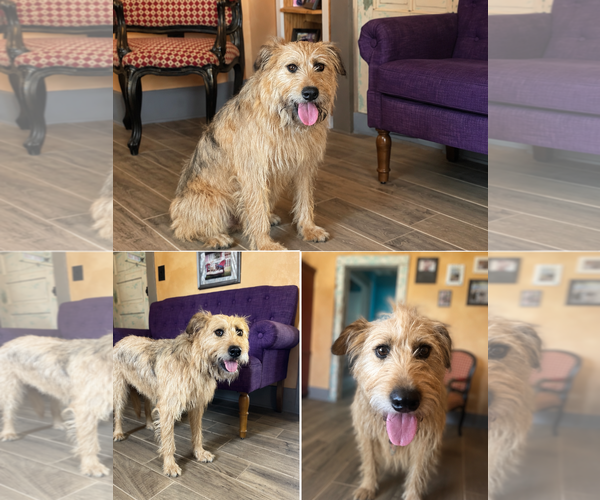 Medium Photo #1 Mutt Puppy For Sale in Rockaway, NJ, USA