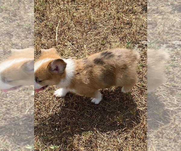 Medium Photo #6 Aussie-Corgi Puppy For Sale in BRIGGSDALE, CO, USA