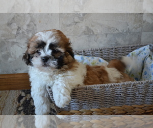 Medium Shih Tzu-Zuchon Mix