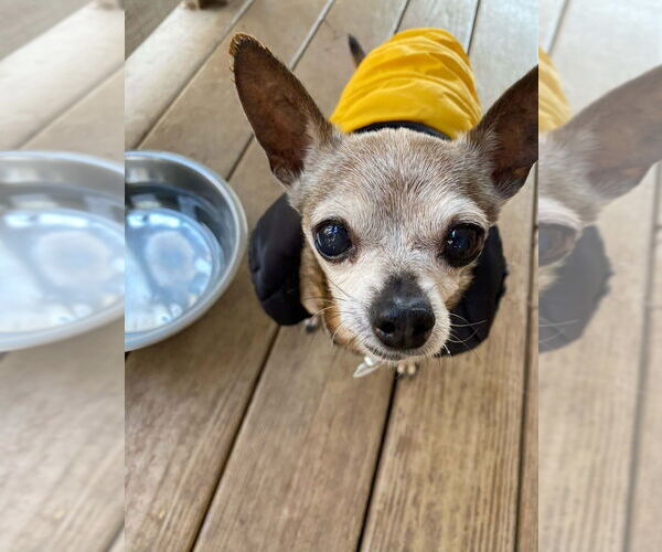 Medium Photo #5 Chihuahua-Unknown Mix Puppy For Sale in Candler, NC, USA