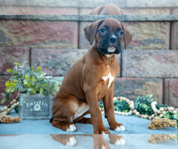 Medium Photo #2 Boxer Puppy For Sale in MIDDLEBURY, IN, USA