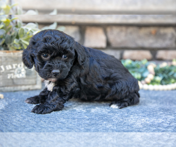 Medium Photo #13 Poovanese Puppy For Sale in SUGARCREEK, OH, USA