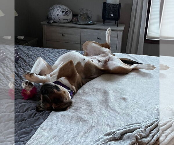 Medium Photo #22 American Pit Bull Terrier-Unknown Mix Puppy For Sale in Fargo, ND, USA