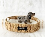 Small #6 Dachshund