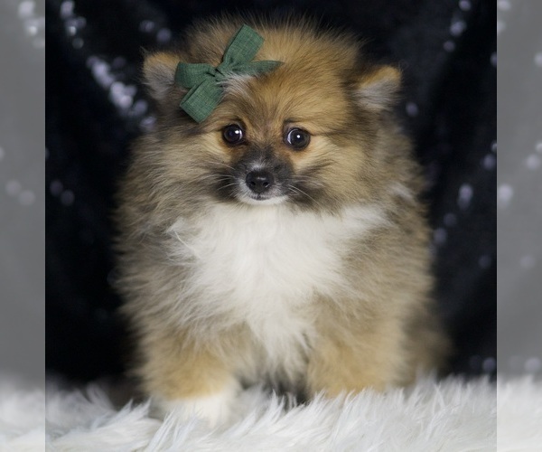Medium Photo #2 Pomeranian Puppy For Sale in WARSAW, IN, USA