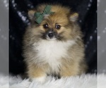 Small #1 Pomeranian