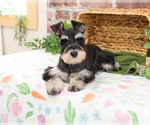 Small #2 Schnauzer (Miniature)
