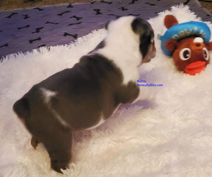 Bulldog Puppy for sale in CASSVILLE, MO, USA
