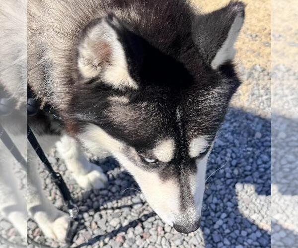 Medium Photo #3 Huskies -Unknown Mix Puppy For Sale in Incline Village, NV, USA