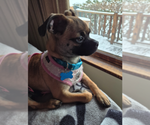 Box-a-Pug Dogs for adoption in Plainfield, IL, USA