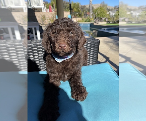 Medium Photo #1 Poodle (Standard) Puppy For Sale in MORENO VALLEY, CA, USA