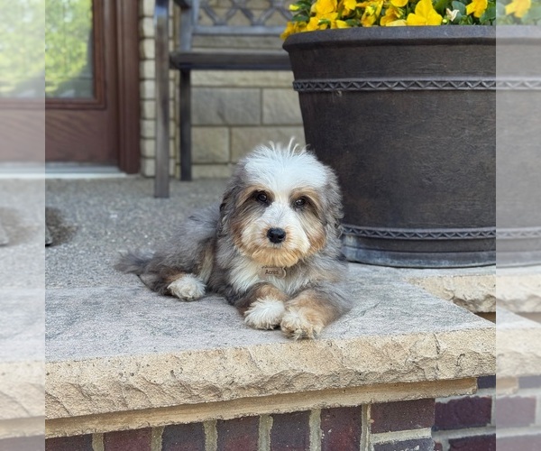 Medium Photo #2 Bernedoodle Puppy For Sale in WOLCOTT, IN, USA