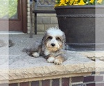 Small #1 Bernedoodle