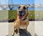 Small #2 German Shepherd Dog
