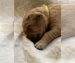 Puppy Aspen Golden Retriever