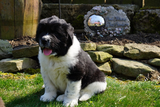 Medium Photo #1 Newfoundland Puppy For Sale in FREDERICKSBURG, OH, USA