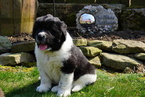 Small Photo #1 Newfoundland Puppy For Sale in FREDERICKSBURG, OH, USA