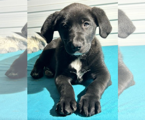 Medium Photo #3 Labrador Retriever-Unknown Mix Puppy For Sale in Tarrytown, GA, USA