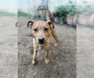 Lucky - Male Carolina Dog Dog for Adoption - Photo #8