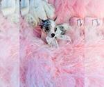 Small #20 Chihuahua