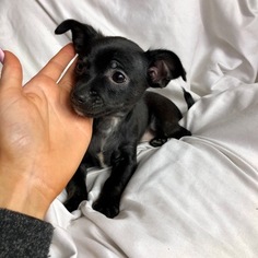 Chihuahua Puppy for sale in HOUSTON, TX, USA