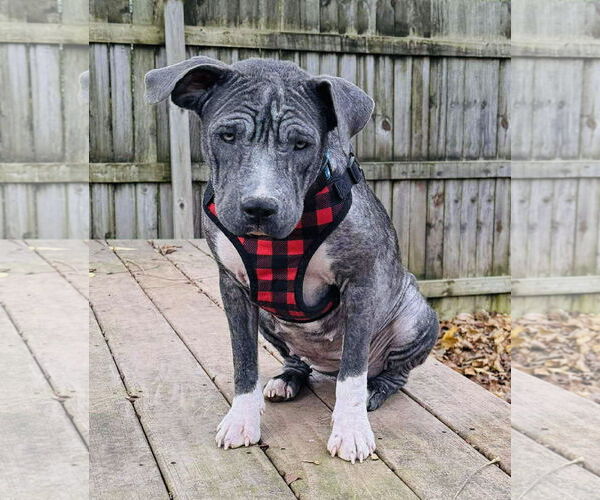 Medium Photo #1 Staffordshire Bull Terrier-Unknown Mix Puppy For Sale in Germantown, OH, USA