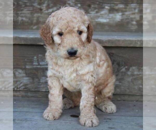 Medium Photo #2 Poodle (Miniature) Puppy For Sale in STANLEY, WI, USA