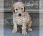 Small Photo #2 Poodle (Miniature) Puppy For Sale in STANLEY, WI, USA