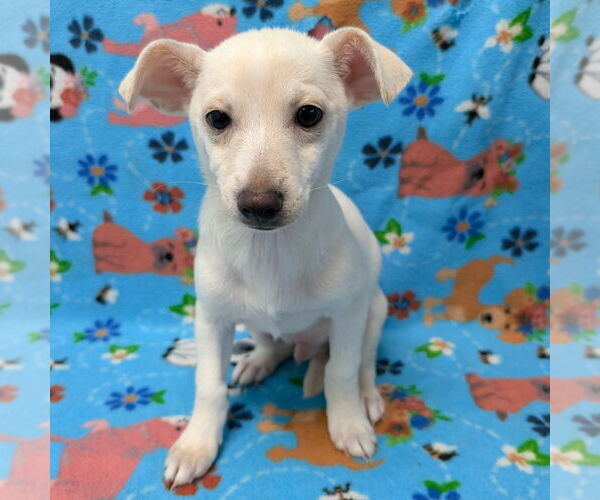 Medium Photo #1 Chihuahua-Unknown Mix Puppy For Sale in Chico, CA, USA