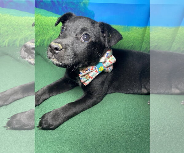 Medium Photo #1 Labsky Puppy For Sale in Hillsboro, MO, USA