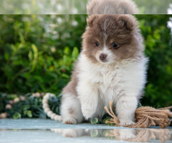 Medium Photo #6 Pomeranian Puppy For Sale in SHILOH, OH, USA