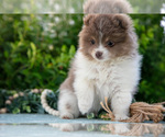Small Photo #6 Pomeranian Puppy For Sale in SHILOH, OH, USA
