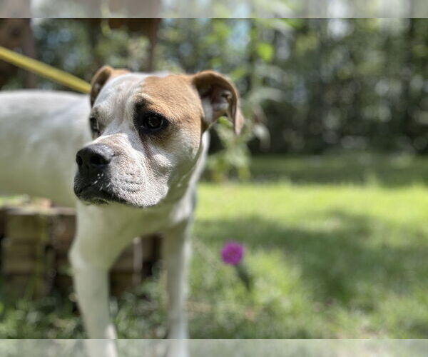 Medium Photo #15 Bulloxer Puppy For Sale in Myrtle Beach, SC, USA