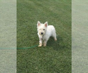 West Highland White Terrier Puppy for sale in ROSEVILLE, IL, USA