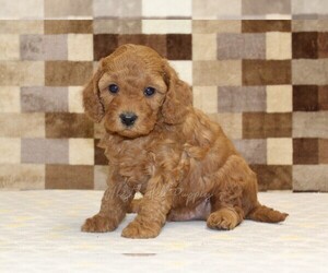 Cavapoo (Miniature) Puppy for sale in DENVER, PA, USA