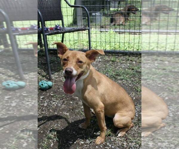 Medium Photo #4 Mutt Puppy For Sale in Abbeville, LA, USA