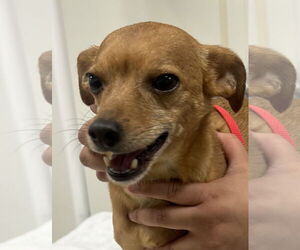 Chihuahua Dogs for adoption in Petaluma, CA, USA