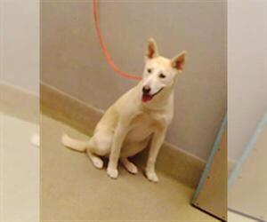 Siberian Husky-Unknown Mix Dogs for adoption in Las Vegas, NV, USA
