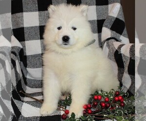 Samoyed Puppy for sale in LEOLA, PA, USA