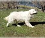 Small Photo #1 Golden Retriever Puppy For Sale in HAGERMAN, ID, USA