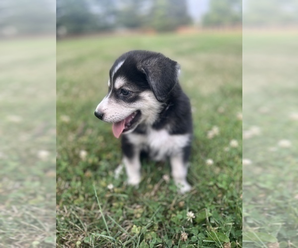 Medium Photo #5 Goldendoodle-Siberian Husky Mix Puppy For Sale in HAMILTON, OH, USA