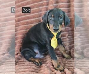 Doberman Pinscher Puppy for sale in ALBANY, OH, USA