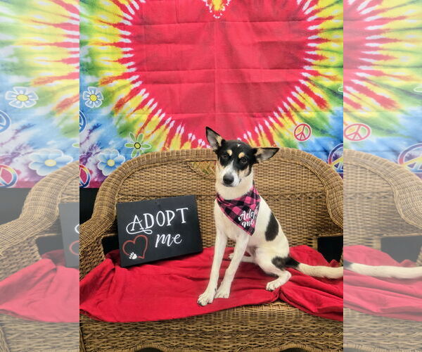 Medium Photo #1 Mutt Puppy For Sale in Rockaway, NJ, USA