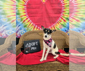 Mutt Dogs for adoption in Rockaway, NJ, USA