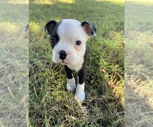 Boston Terrier Puppy for sale in FREDONIA, KS, USA