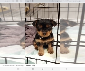 Yorkshire Terrier Puppy for sale in SPRINGDALE, AR, USA