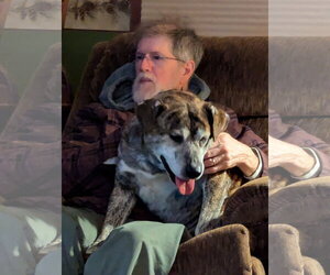 Smokey - Male Mountain Cur-Unknown Mix Dog for Adoption - Photo #3