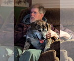 Small Photo #3 Mountain Cur-Unknown Mix Puppy For Sale in Plainfield, IL, USA
