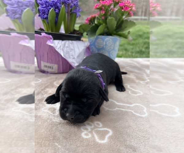 Medium Photo #1 Labrador Retriever Puppy For Sale in NEOLA, WV, USA